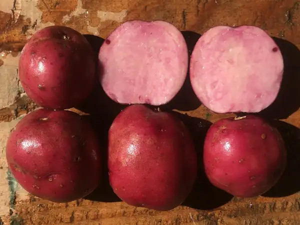 Kartoffeln: Königspurpur