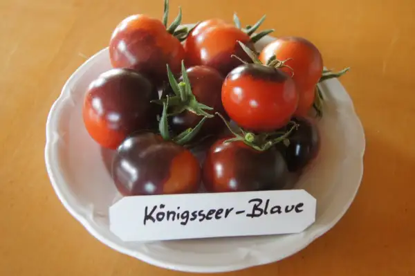 Tomaten: Königsseer Blaue