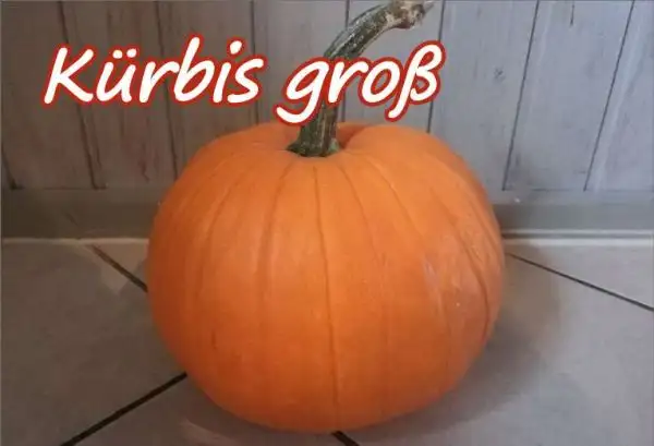 Kürbisse: Kürbis groß