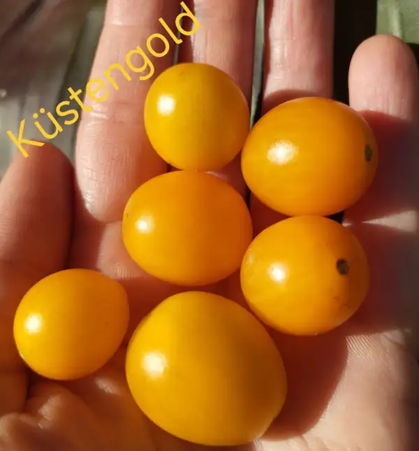 Tomaten: Küstengold