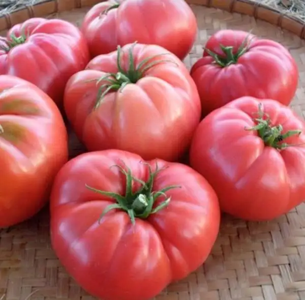 Tomaten: Köy Tipi