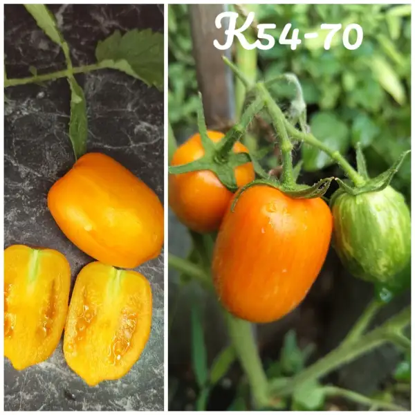 Tomaten: K54-70