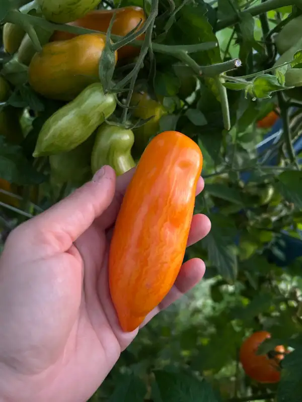 Tomaten: K54-70