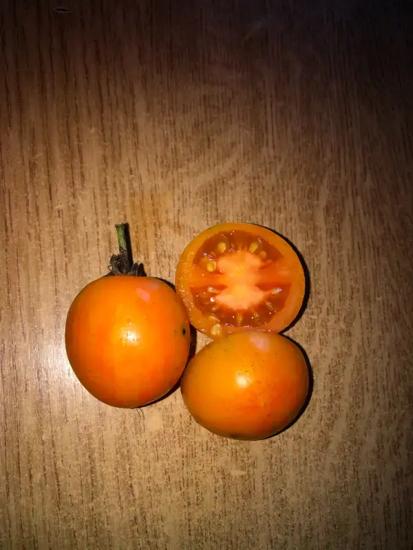 Tomaten: K54-76