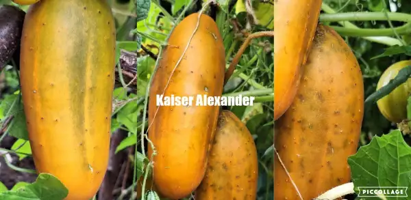 Gurken: Kaiser Alexander