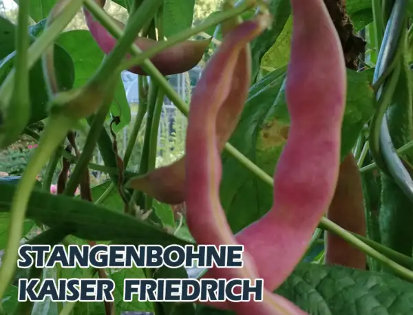 Bohnen: Kaiser Friedrich