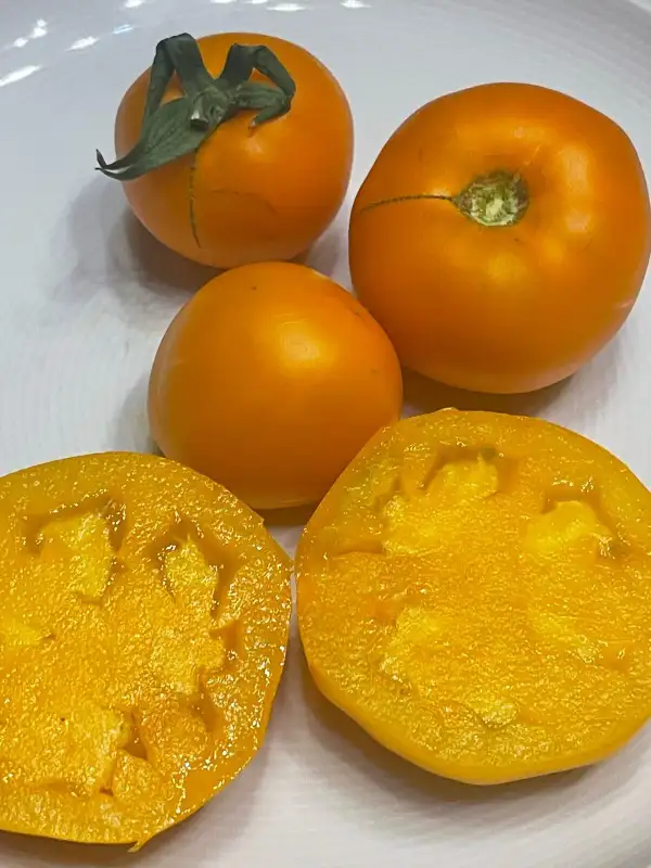 Tomaten: Kaiserin Sissy