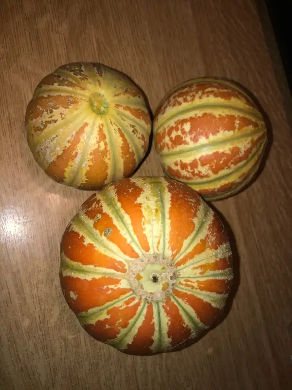 Obst: Kajari melone