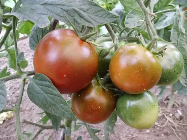 Tomaten: Kakao