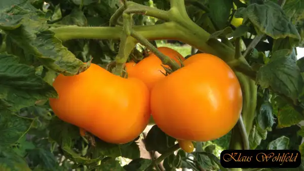 Tomaten: Kaki - Gelbe aus der Krim