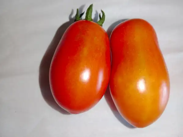 Tomaten: Kalami