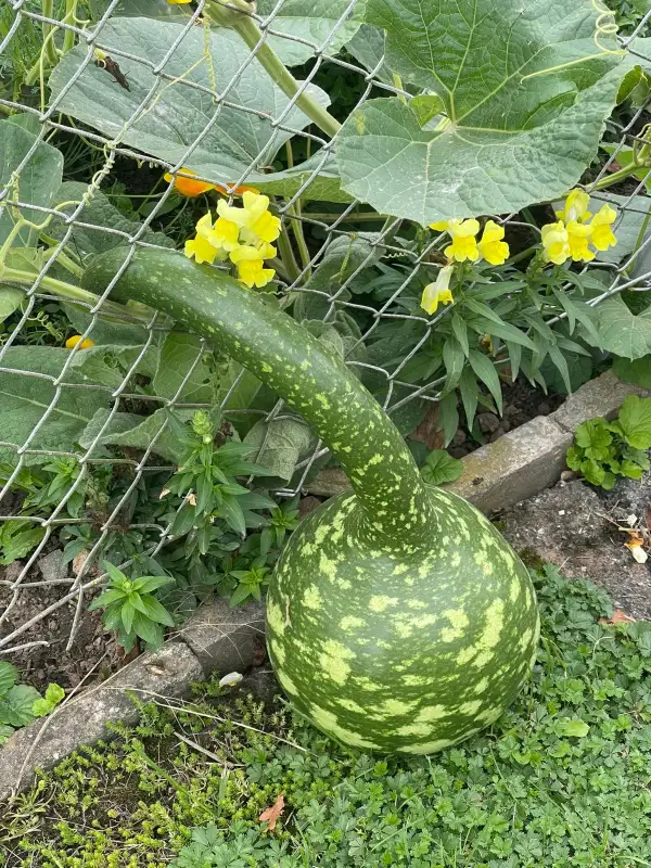 Kürbisse: KALEBASSE ODER AMPHORA