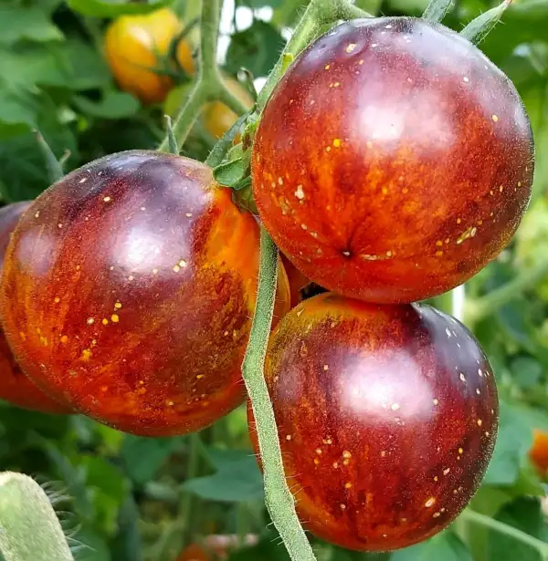 Tomaten: Kaleidoscope Jewel