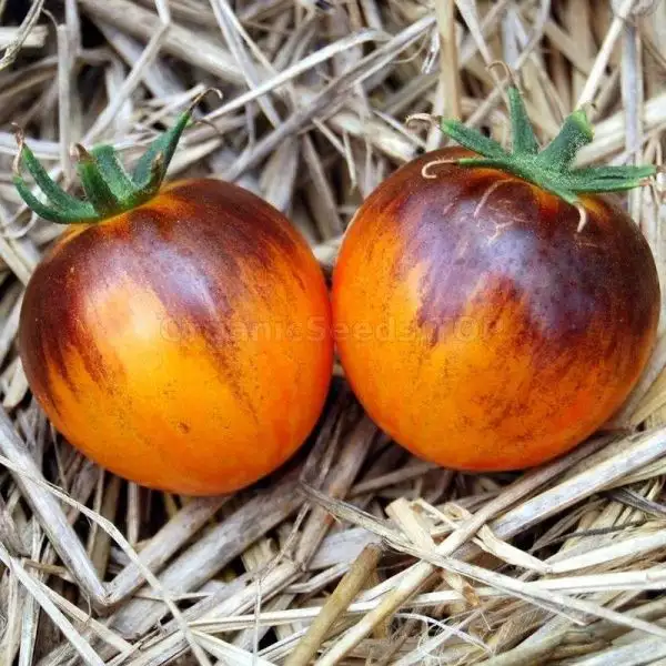 Tomaten: Kaleidoscopic Jewel