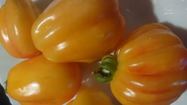 Tomaten: Kalifornia Tulip