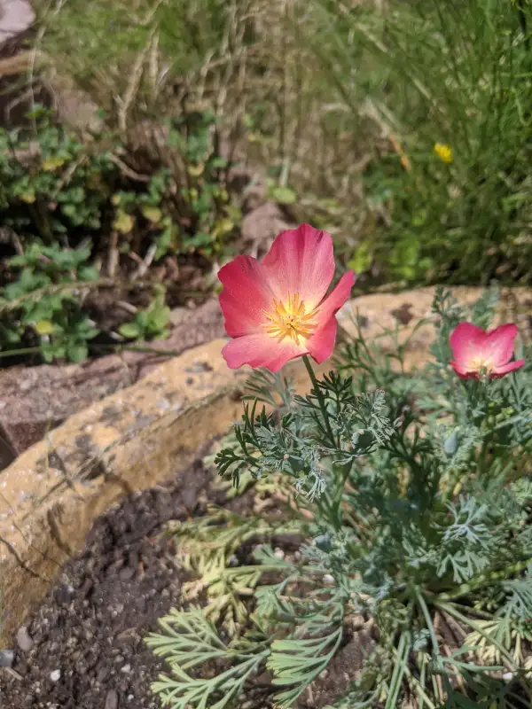 Blumen: Kalifornischer Goldmohn Carmine King