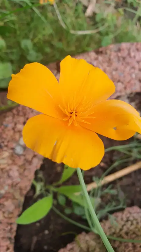 Blumen: Kalifornischer Mohn - Sorte: Golden West