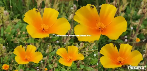 Blumen: Kalifornischer Mohn - Sorte: Golden West