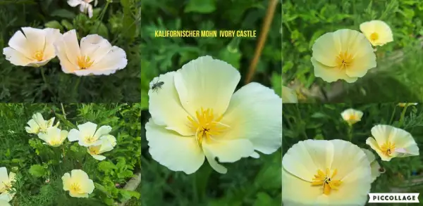 Blumen: Kalifornischer Mohn - Sorte: Ivory Castle