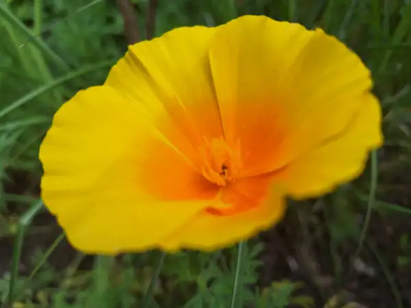 Blumen: Kalifornischer Mohn - Sorte: Orange