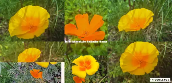 Blumen: Kalifornischer Mohn - Sorte: Orange