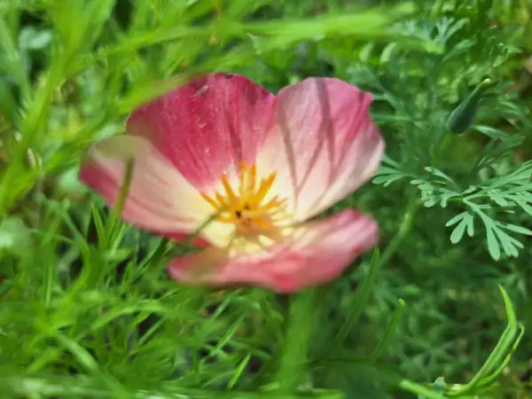 Blumen: Kalifornischer Mohn - Sorte: Red Chief