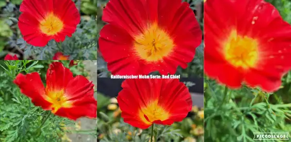 Blumen: Kalifornischer Mohn - Sorte: Red Chief