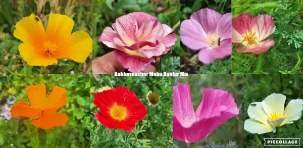 Blumen: Kalifornischer Mohn schöner Bunter Mix