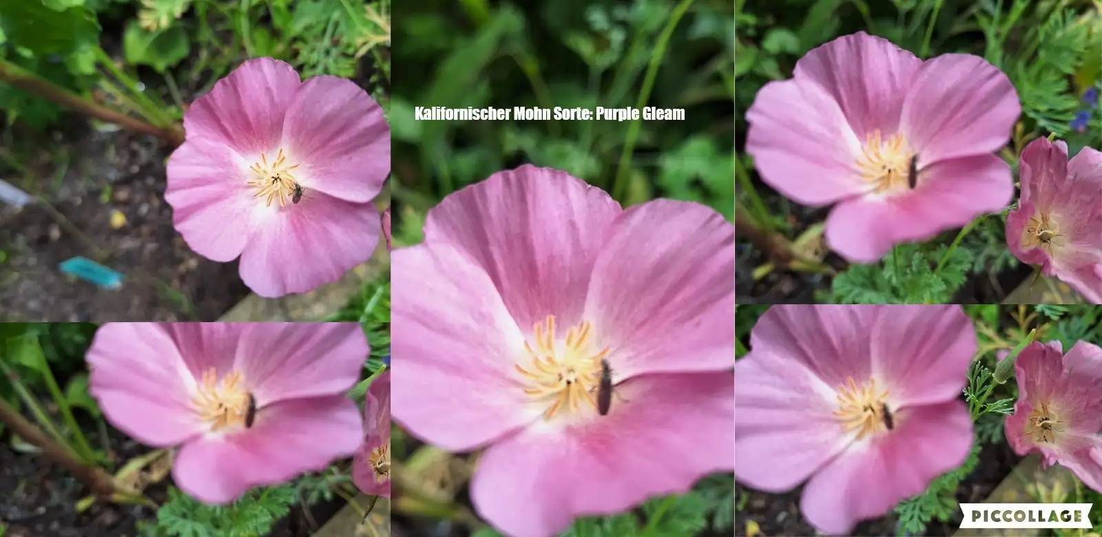 Blumen: Kalifornischer Mohn Sorte: Purple Gleam