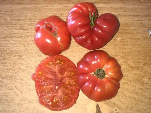 Tomaten: Kamatis Togalog