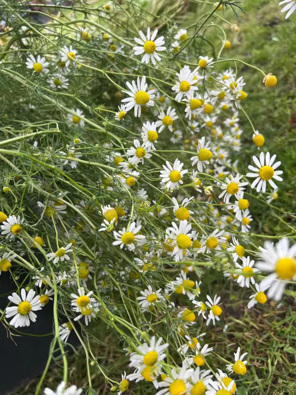 Kräuter: Kamille - Ursprung Bodegold. Wird bei uns als Tee genutzt. Wächst auf dem Balkon und im Garten. Es wurde aus mehren Pflanzen Saatgut gewonnen.
