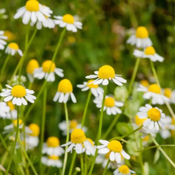 Blumen: Kamille