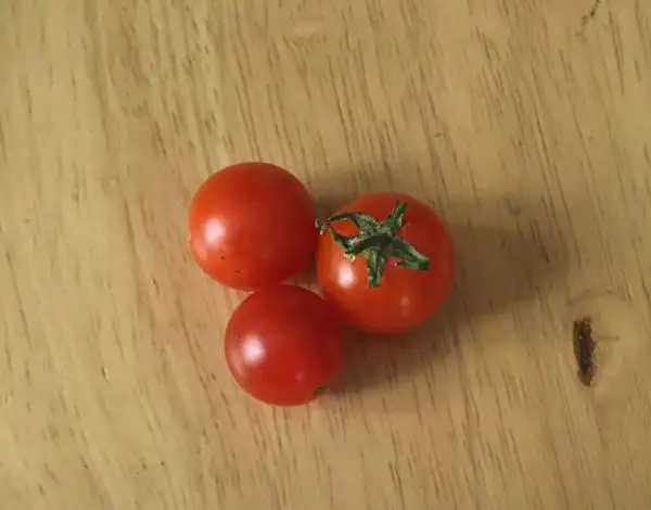 Tomaten: Kanaan