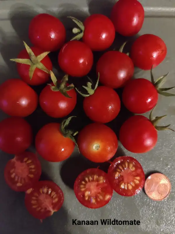 Tomaten: Kanaan Wildtomate