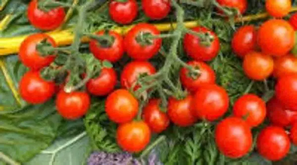 Tomaten: Kanaan Wildtomate