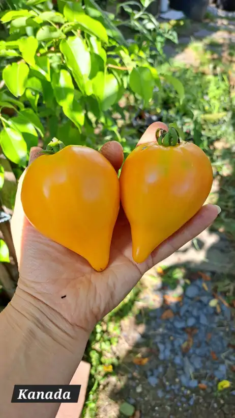 Tomaten: Kanada 2024