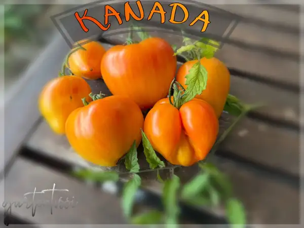 Tomaten: Kanada
