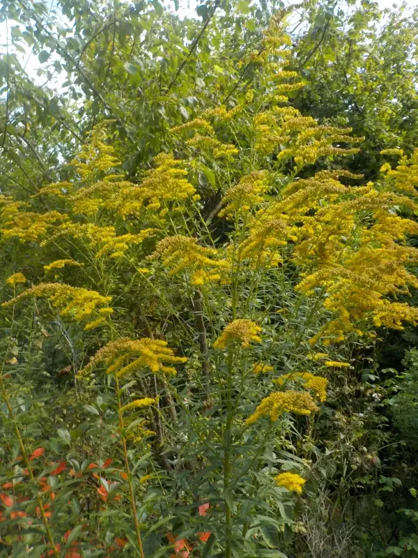 Stauden / Gehölz: Kanadische Goldrute- Solidago canadensis  Heilpflanze und Bienenmagnet