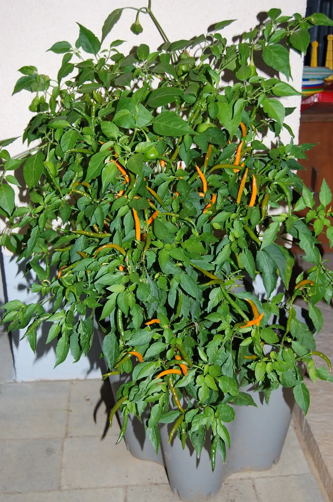 Chili / Paprika: Kanari