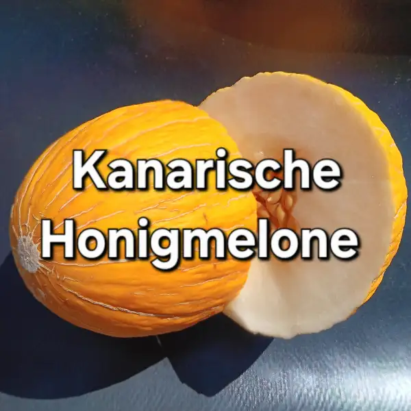 Melonen: Kanarische Honigmelone