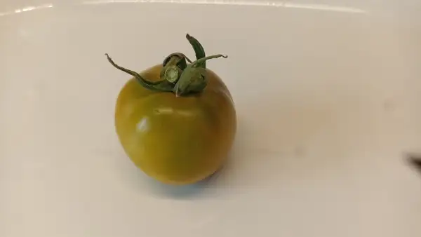 Tomaten: Kangaroo paw green
