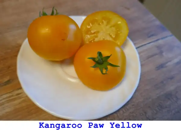 Tomaten: Kangaroo Paw Yellow