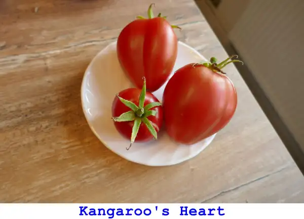 Tomaten: Kangaroo’s Heart