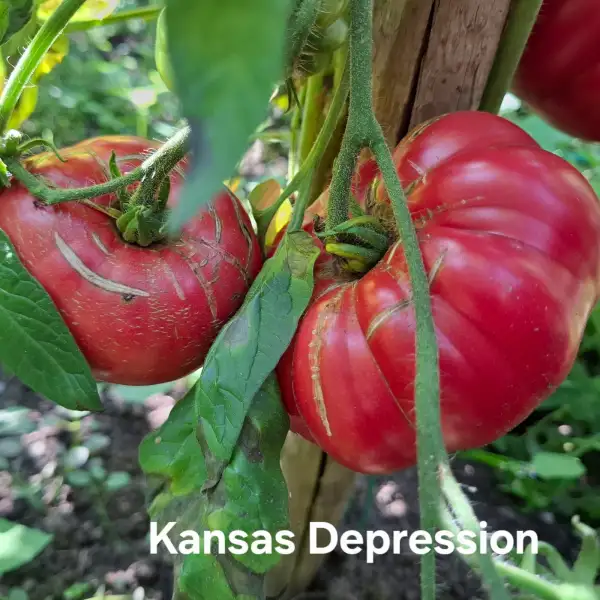 Tomaten: Kansas Depression