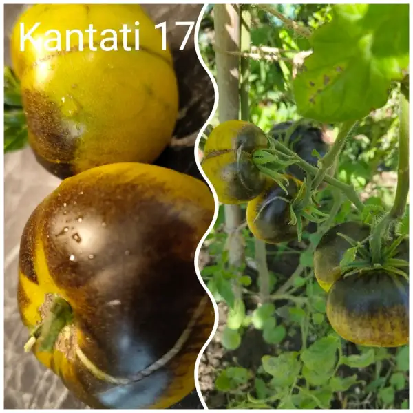 Tomaten: Kantati 17