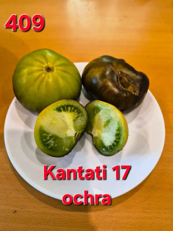 Tomaten: Kantati 17 ochra