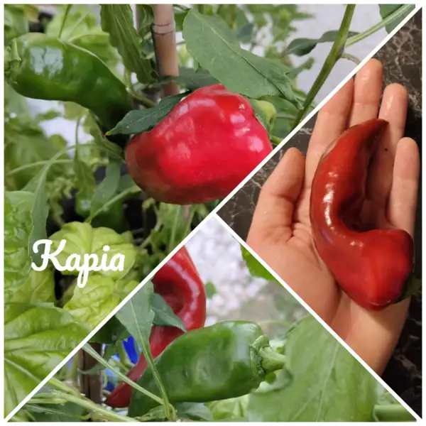 Chili / Paprika: Kapia (2024) Paprika