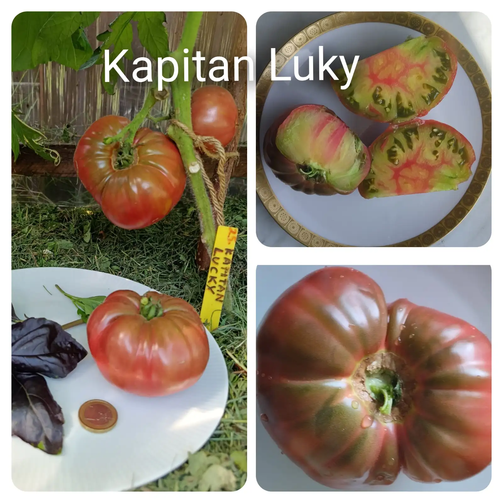 Tomaten: Kapitan Luky