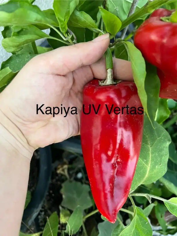 Chili / Paprika: Kapiya UV Vertus