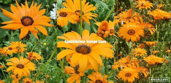 Blumen: Kapkörbchen Sorte: Orange Glory